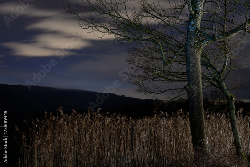 Noc nad jeziorem. zarysy drzew i trzcin. Jasne chmury na czarnym niebie. Nikłe światło po zmroku. Ciemne kształty konarów. Magia. © Tomasz