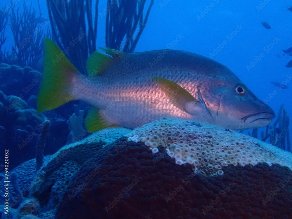 very nice fish in the reef very nice fish in the reef