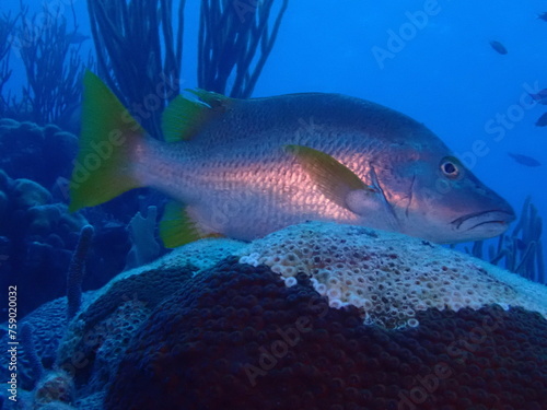 very nice fish in the reef 