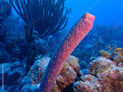 scuba diving coral reef 