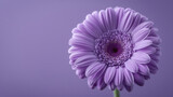 close up di di fiore viola vibrante che si staglia su un rigoglioso sfondo viola, creando un contrasto visivamente sorprendente, spazio per testo, formato rettangolare