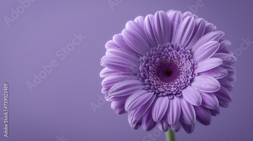 close up di  di fiore viola vibrante  che si staglia su un rigoglioso sfondo viola, creando un contrasto visivamente sorprendente, spazio per testo, formato rettangolare photo