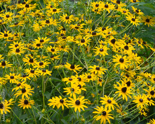 A profuse cluster of bright yellow Black-eyed Susans, Rudbeckia hirta, a common garden flower.