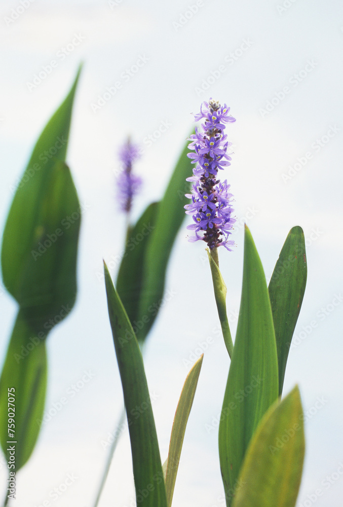 Close-up of two flower spikes and large lance-shaped leaves of the aquatic pickerelweed, Pontederia cordata. Isolated on a white background. Close-up of two flower spikes and large lance-shaped leaves of the aquatic pickerelweed, Pontederia cordata. Isolated on a white background.