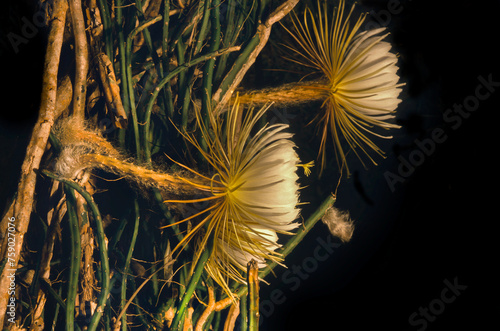 A side view of two night-blooming cereus flowers showing a mass of thick vine-like cactus stems. A hairy pericarpal terminates in a large, white, exotic flower that only blooms at night. photo