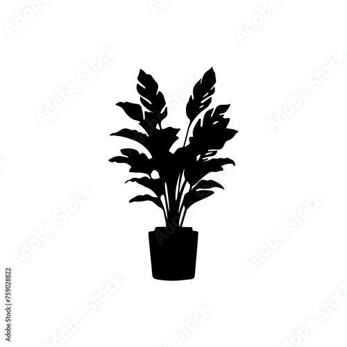 most popular silhouette in the world  