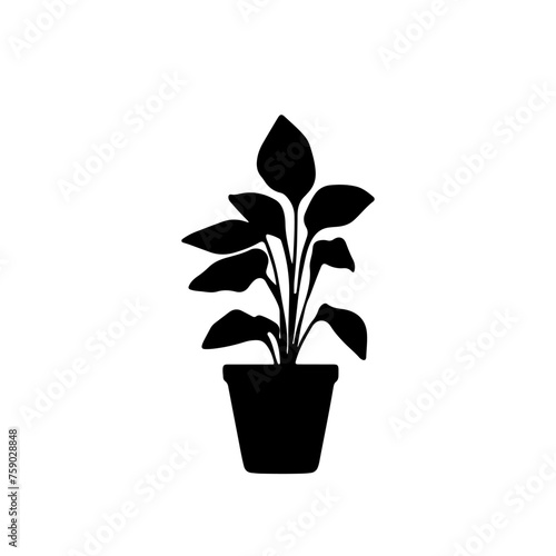 most popular silhouette in the world  