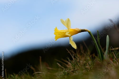 jonquilles  photo