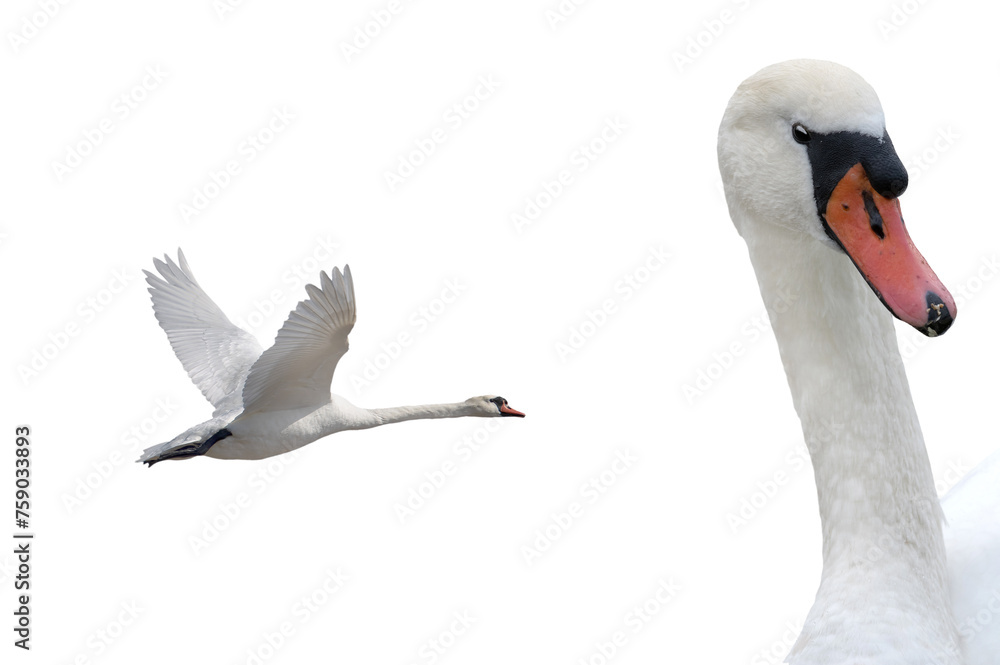 Obraz premium swan in flight isolated on white background