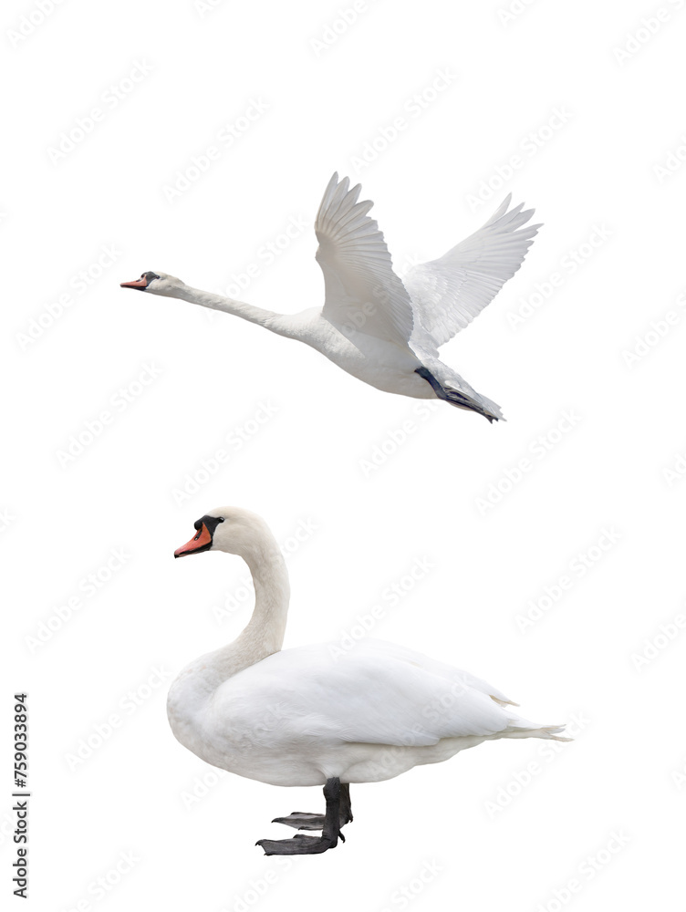 swan in flight isolated on white background swan in flight isolated on white background