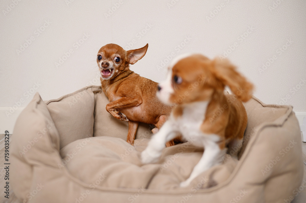 Owner puts her new pet Cavalier King Charles Spaniel puppy in the dog bed, mini-toy terrier growls and runs away. Concept of dog jealousy, anger, danger, aggression, adaptation. Rapid