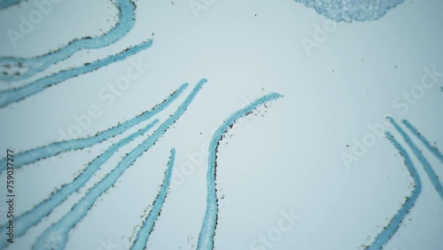 Biolab. Cross section of agaric mushroom filled with millions of ripe spores. Unique living organism. Symbiotic relationships with other organisms. 40x macro