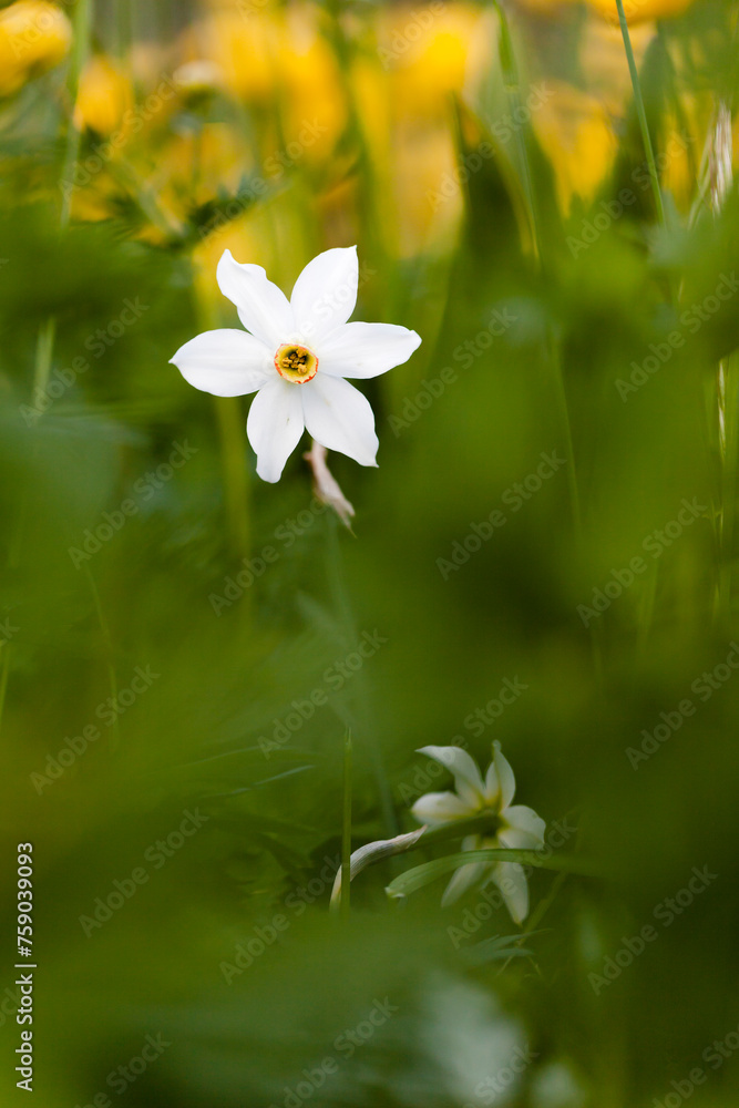 Narcisse Narcisse