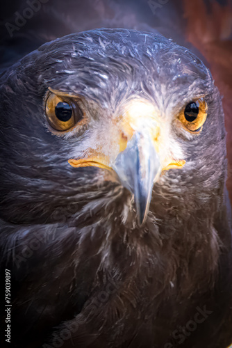 Intense Gaze of a Majestic Hawk Close-Up