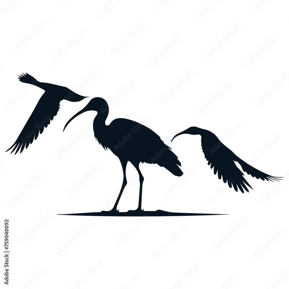 glossy ibis bird animal silhouette 