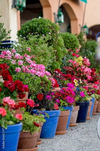Fototapeta Naklejka Na Ścianę i Meble -  an ornamental plant for entering the house. a combination of plants for decorative planters. landscaping of facades and the surrounding area. plants in the boxes. bright geraniums in pots