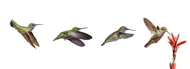 Anna's Hummingbird Progression Photos, on a Transparent PNG Banner Background