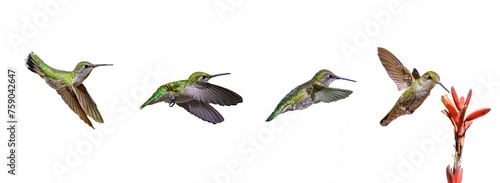 Anna's Hummingbird Progression Photos, on a Transparent PNG Banner Background