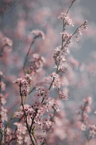 Frühling im Park wo im März die Kirsche blüht © Heike Toennemann