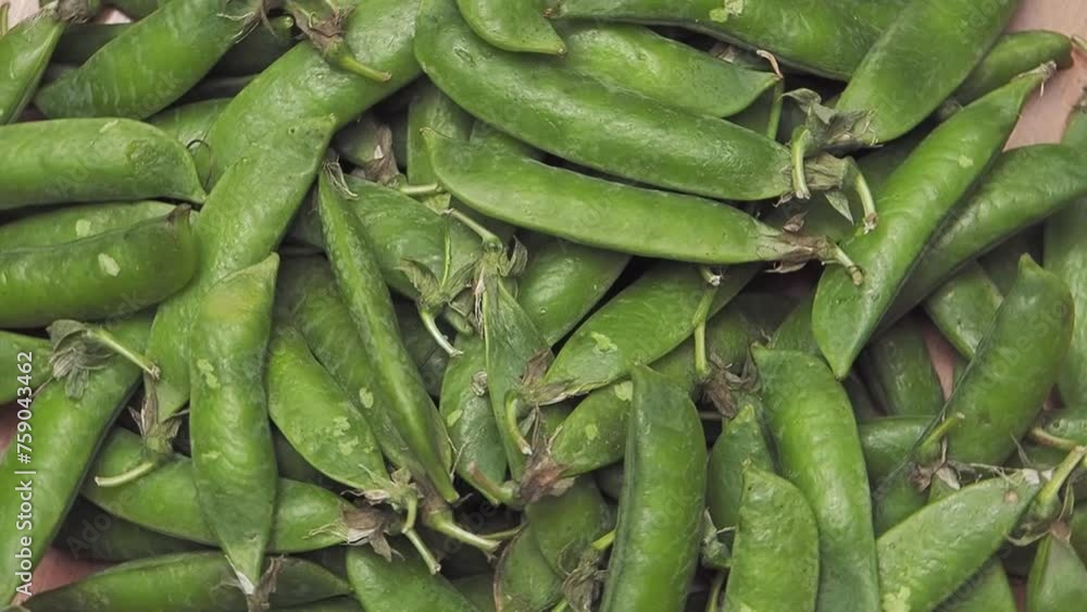 green ripe plucked pea pods rotate on a wooden kitchen board close-up. flat lay green ripe plucked pea pods rotate on a wooden kitchen board close-up. flat lay