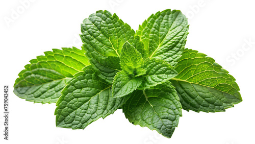 fresh raw mint leaves isolated on Transparent background.