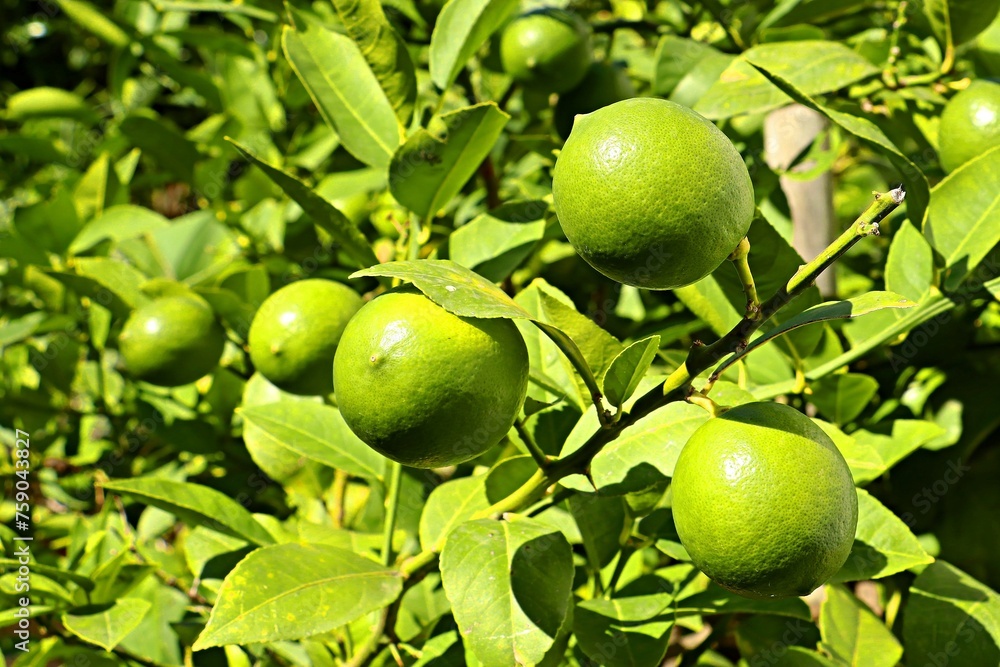 Bright green lemons starting to turn yellow on the branches of a tree