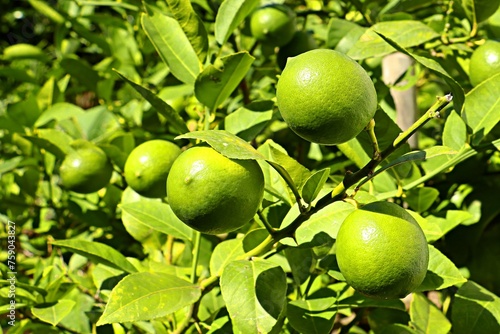 Wallpaper Mural Bright green lemons starting to turn yellow on the branches of a tree Torontodigital.ca