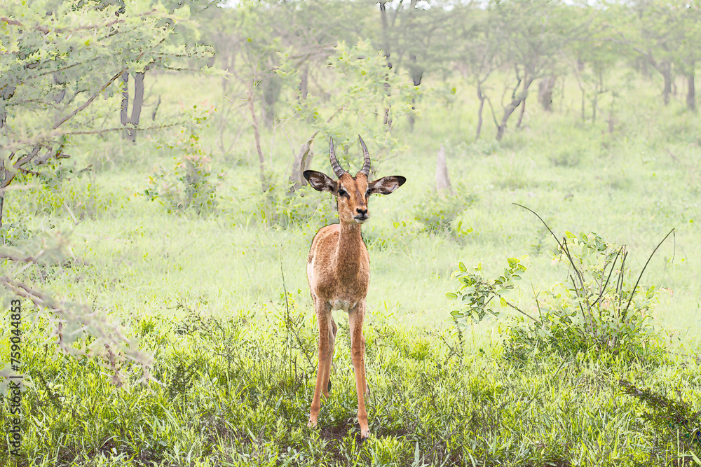 Impala in der Savanne Impala in der Savanne