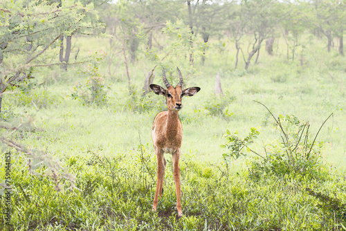 Impala in der Savanne