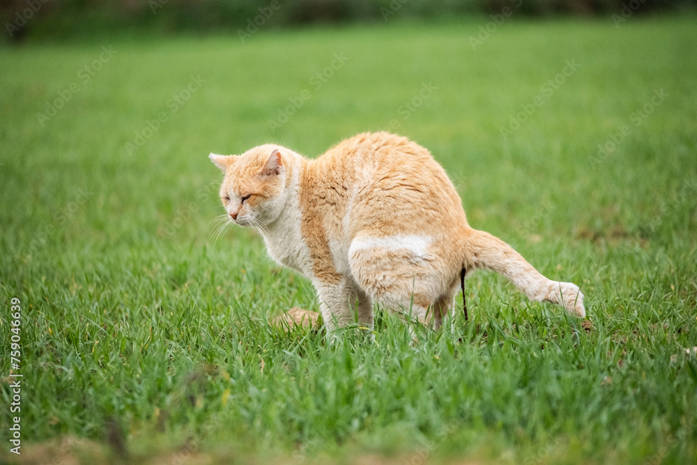 Gato cagando en la hierba