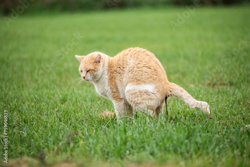 Gato cagando en la hierba photo