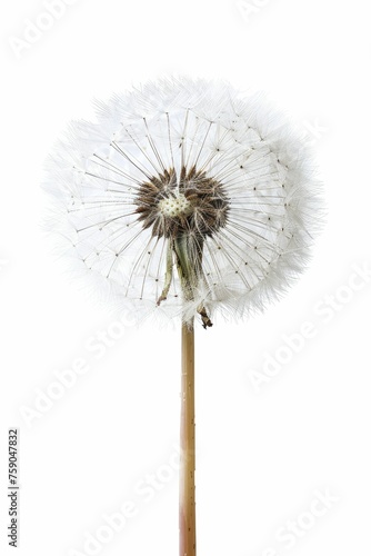 Wallpaper Mural A single, fluffy white dandelion seed head, isolated on a white background. Torontodigital.ca