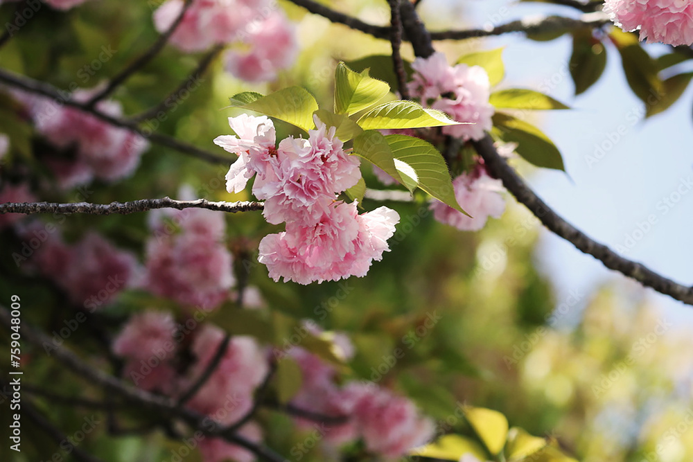 八重桜 八重桜