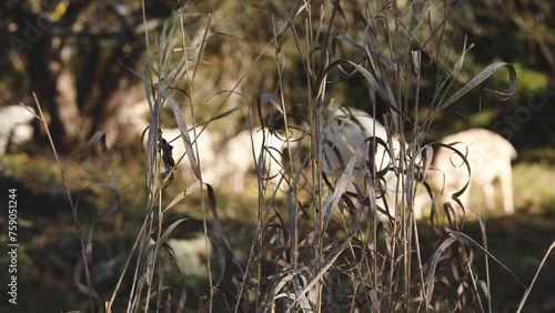Wallpaper Mural Goats grazing in a pasture in Ontario, Canada. Torontodigital.ca