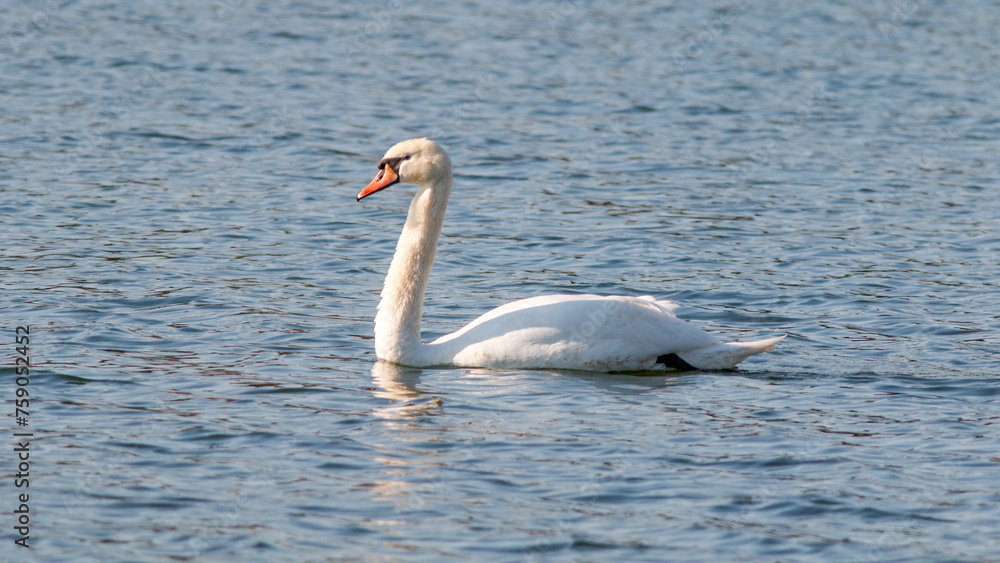 swan on the lake swan on the lake