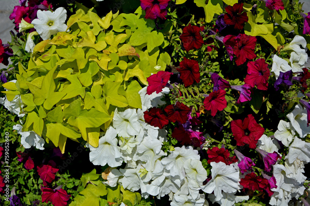 czerwone i białe petunie (petunii (Petunia ×hybrida) i Wilec ...