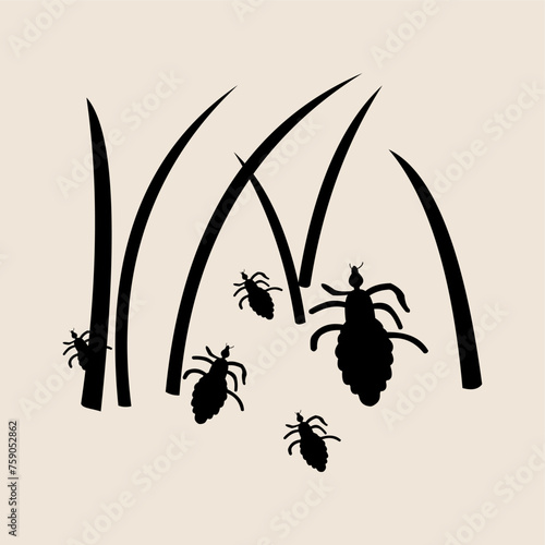 Vector graphic of Vector illustration, head louse or Pediculus humanus capitis on hair.perfect for education,cleanliness calls etc.