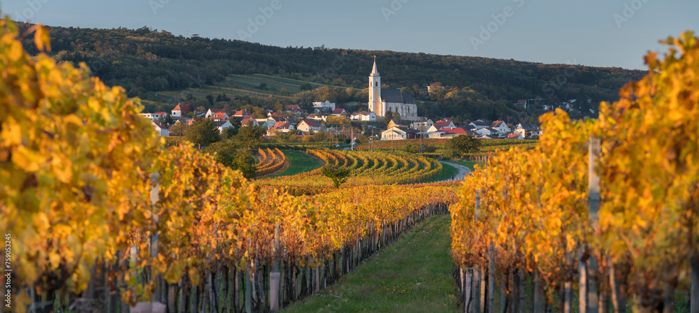 Weinreben bei Kleinhöflein, Eisenstadt, Burgenland, Österreich