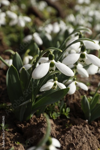 Beautiful white blooming snowdrops growing outdoors, closeup