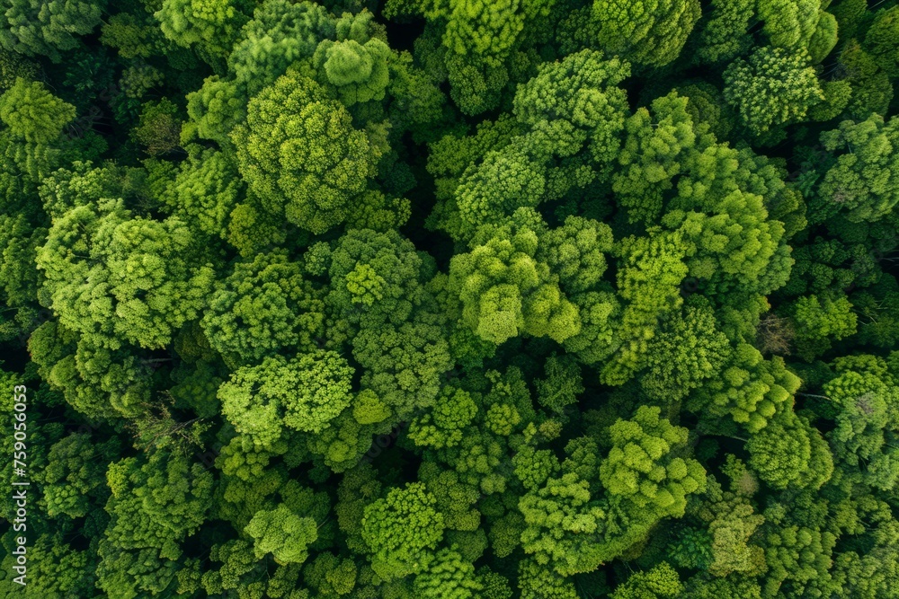 Aerial view of green trees in the forest. Dense green trees absorb carbon dioxide. Green tree nature background carbon neutral and net zero emission concept. Aerial view of green trees in the forest. Dense green trees absorb carbon dioxide. Green tree nature background carbon neutral and net zero emission concept.