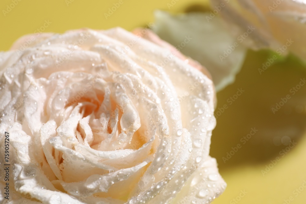 Fototapeta premium Beautiful rose flower with water drops on pale yellow, closeup
