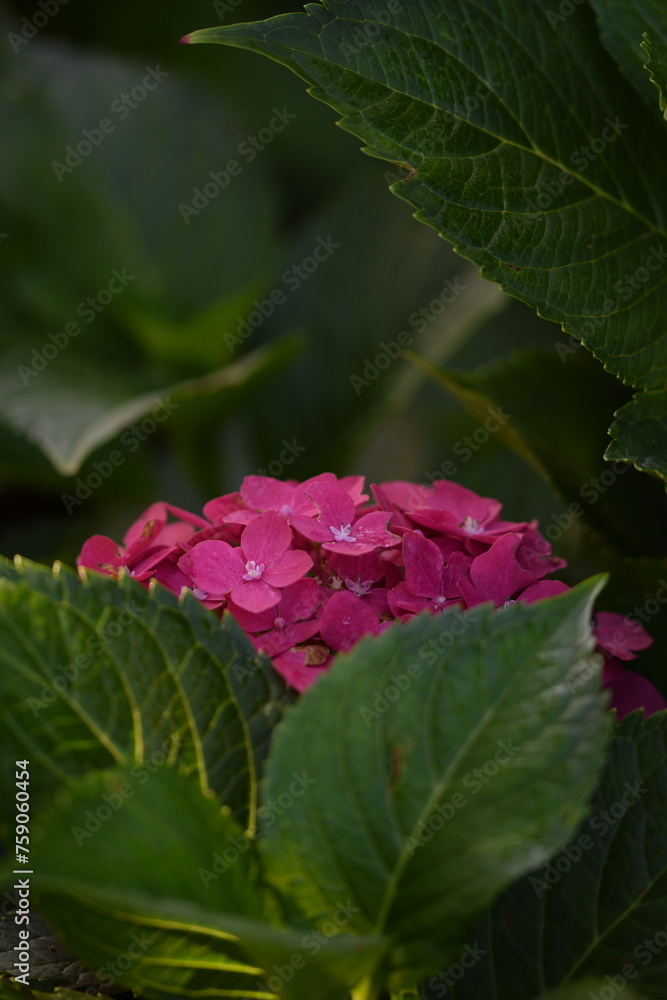 Pink hydrangea flowers among leaves, Hydrangea macrophylla blooming pink.
Pink hydrangea flowers among leaves, Hydrangea macrophylla blooming pink.