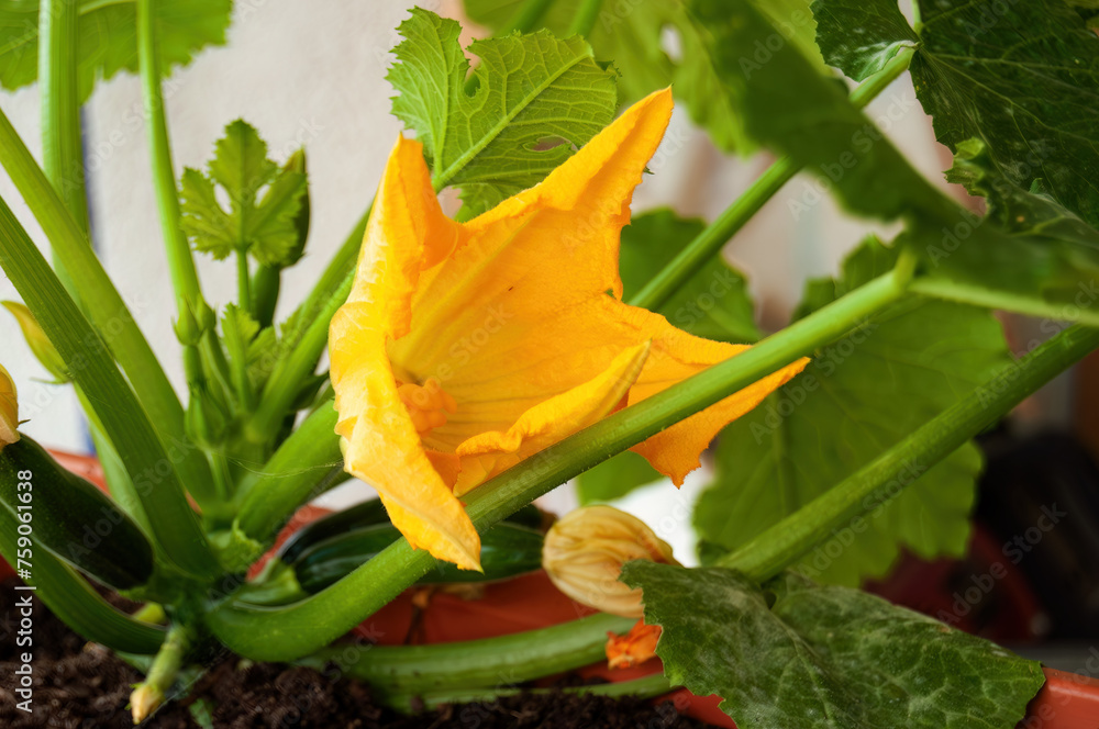 Zucchini Plant with Blossom Close-Up Zucchini Plant with Blossom Close-Up