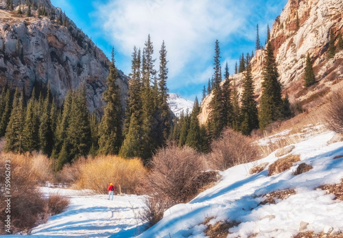 Beautiful rocky gorge with Komershi spruce forest in Kazakhstan in early spring photo