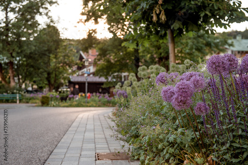 allium in landscape gardening. allium on a flower bed in the city. decorative bow with purple inflorescences balls. Border in traditional British cottage style garden