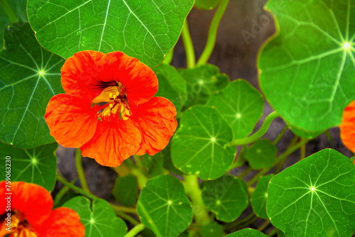 Colorful nasturtium flowers on a background of the autumn landscape