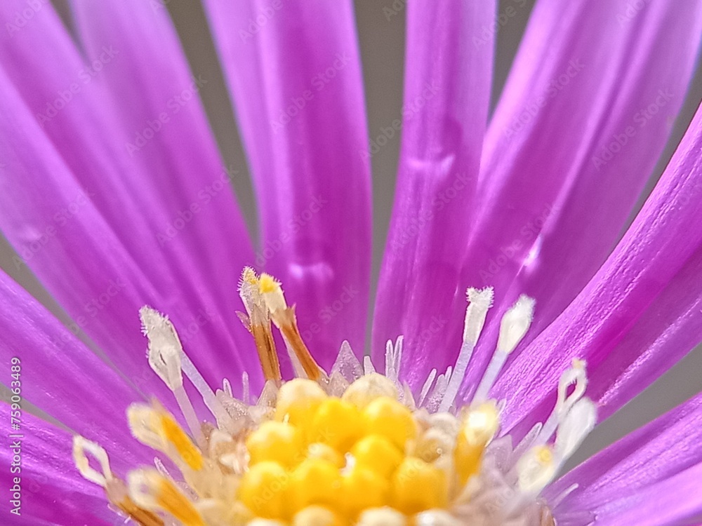 close-up photo of beautiful and fresh blooming purple flowers close-up photo of beautiful and fresh blooming purple flowers