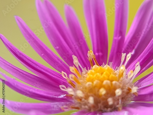 close up of a pink flower