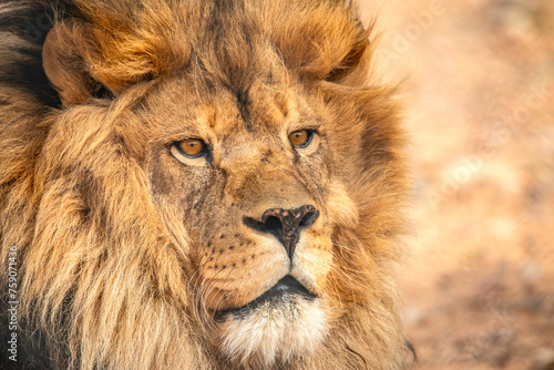 Fototapeta Naklejka Na Ścianę i Meble -  Portrait of a Lion