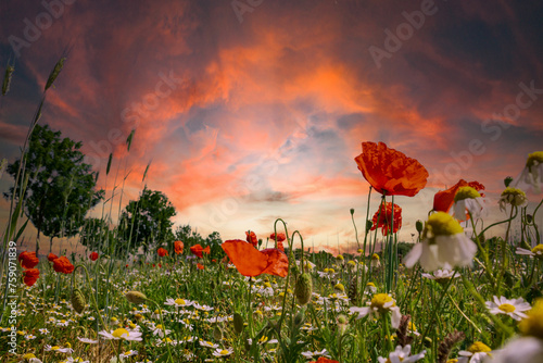 Colourful field of poppies and blue sky with clouds and sunset in the evening © Stockwerk-Fotodesign